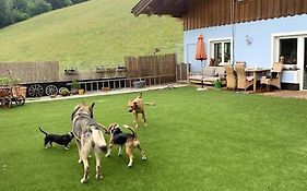 Urlaub Mit Hund Im Salzburger Land