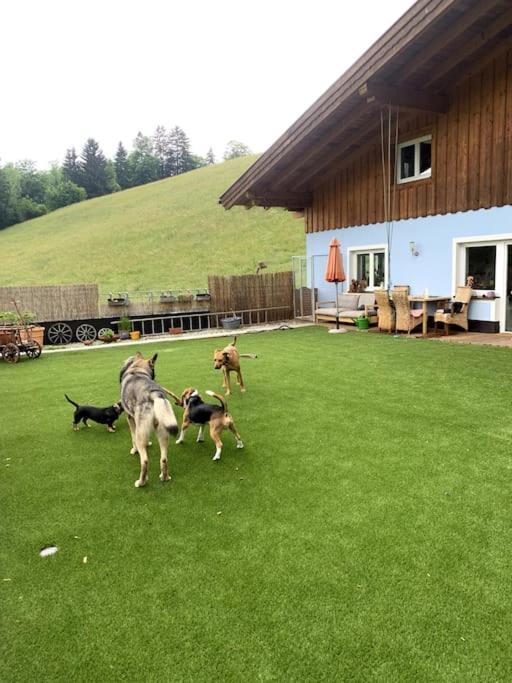 Appartamento Urlaub Mit Hund Im Salzburger Land Wegscheid Esterno foto